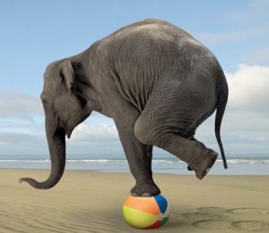 elephant-balance-300x259